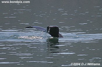 humpback whale fluke picture