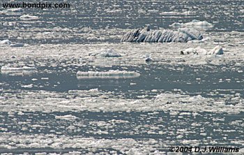 ice bergs in yakutat bay alaska