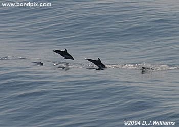 Dall Porpoises