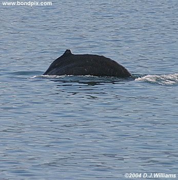Humpback whale