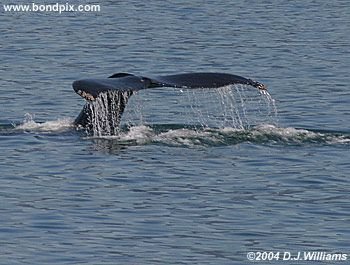 Humpback whale