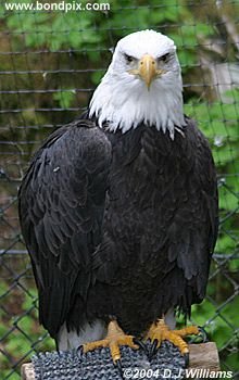Bald Eagle