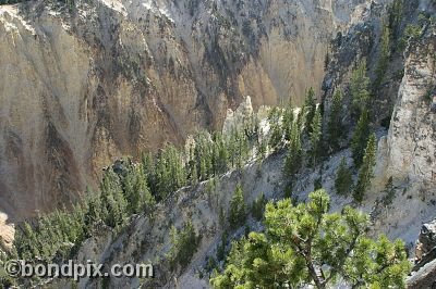 The Grand Canyon of Yellowstone Park