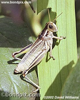 Grasshopper