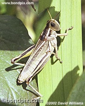 Grasshopper
