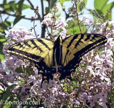 A Swallowtail Butterfly on a lilac bush in a garden in Montana