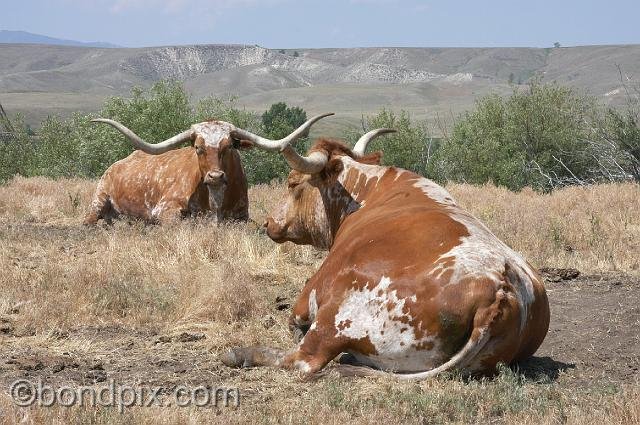 0809.jpg - Longhorn cattle