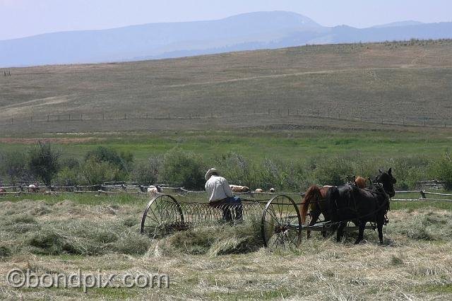 0848.jpg - Horse-drawn haying