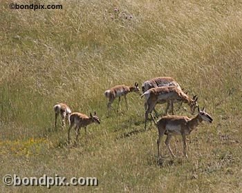 Antelope in the Deer Lodge valley in Montana