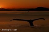 An artistic print of Humpback Whales in an Alaskan Sunset