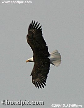 Bald Eagle