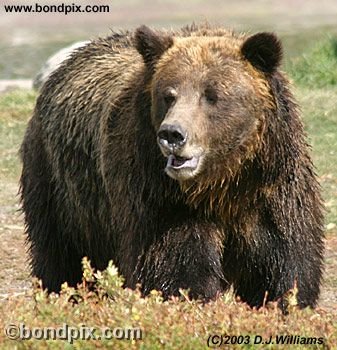 Grizzly Bear