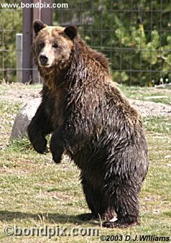 Grizzly Bear
