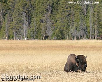 Buffalo, or Bison