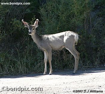 Deer