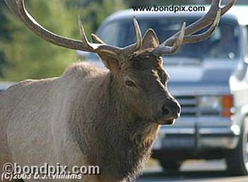Bull Elk