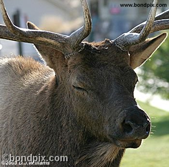 Bull Elk