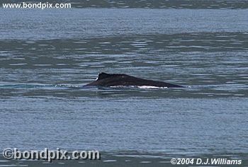 Humpback Whale
