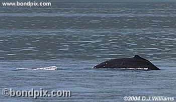 Humpback Whale