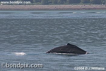 Humpback Whale