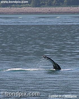 Humpback Whale