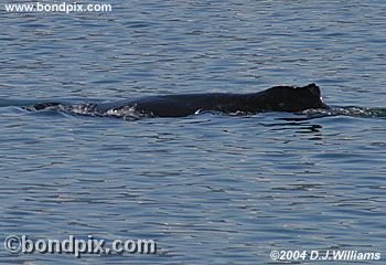 Humpback Whale