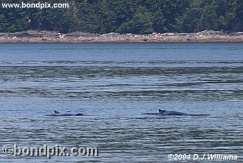 Humpback Whale