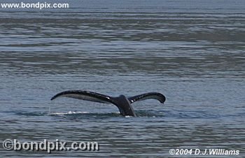 Humpback Whale