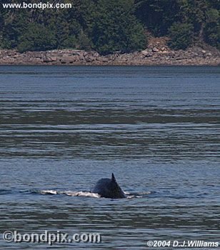 Humpback Whale