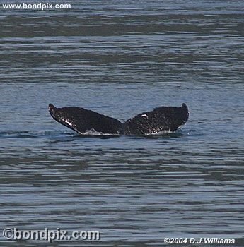 Humpback Whale
