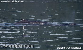 Humpback Whale