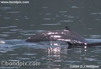 Humpback Whale