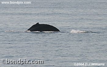 Humpback Whale