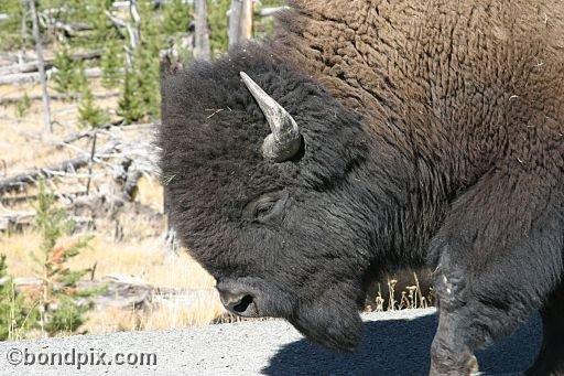 Buffalo, or Bison, in Yellowstone Park