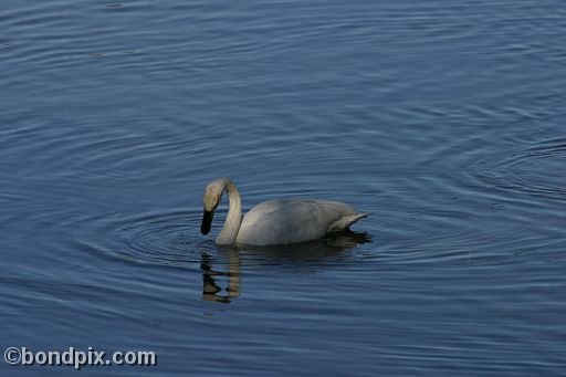 A swan in Yellowstone Park