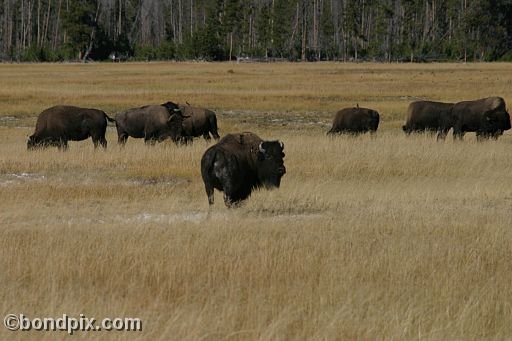 Buffalo, or Bison, in Yellowstone Park