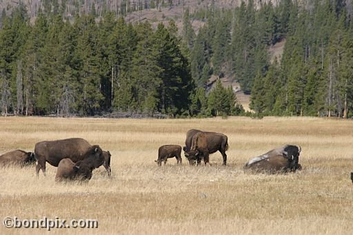 Buffalo, or Bison, in Yellowstone Park