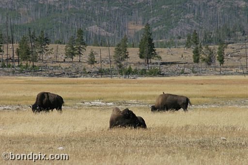 Buffalo, or Bison, in Yellowstone Park