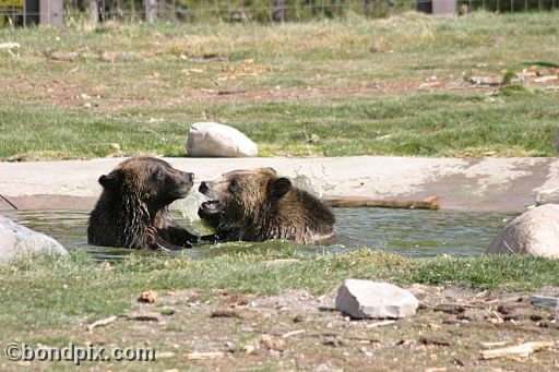 Grizzly Bears at the Grizzly Discovery Center in West Yellowstone