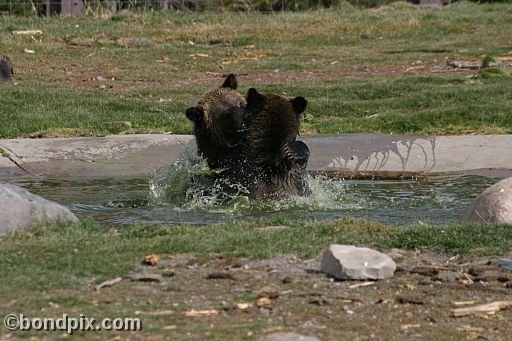 Grizzly Bears at the Grizzly Discovery Center in West Yellowstone
