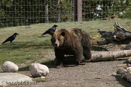 Grizzly Bears at the Grizzly Discovery Center in West Yellowstone