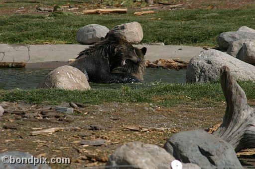 Grizzly Bears at the Grizzly Discovery Center in West Yellowstone