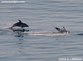 Dall porpoises picture