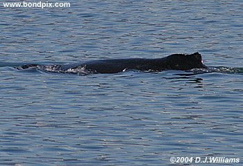 humpback whale picture