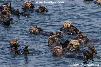 sea otters in the waters of alaska