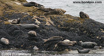 seals on a rock in alaska