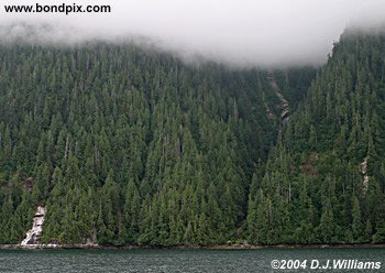 misty fjords forest
